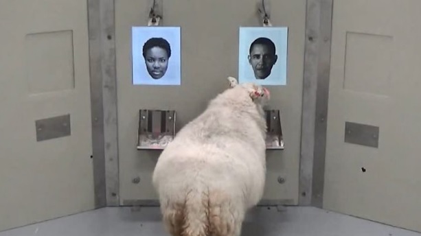 [Image: sheep.jpg]