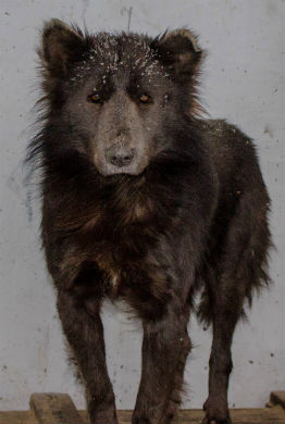 [Image: beardog-262-390-21.jpg]