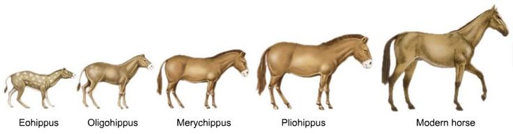 [Image: horse.jpg]