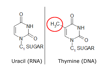 [Image: uracil-thymine.png]